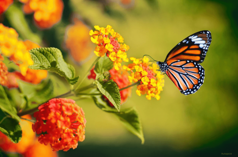 SABIAS QUÉ COLOMBIA ES EL PAÍS CON MÁS MARIPOSAS EN EL MUNDO