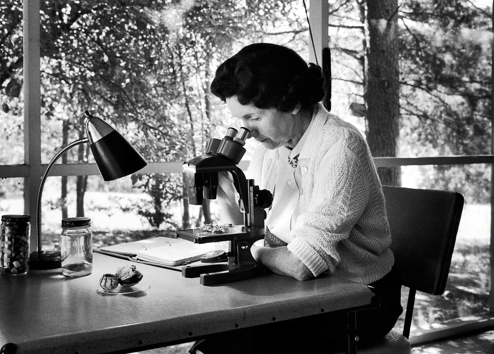 rachel-carson-la-mujer-que-inaugur-el-ecologismo-contempor-neo