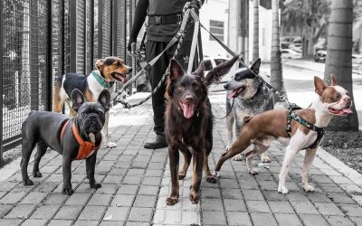 PASEADORES DE PERROS (COLOMBIA)