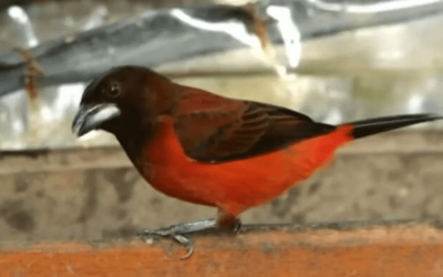 PERSONAJE DE LA SEMANA: ACUEDUCTO ADAMIUAIN PROTEGE EL AVE HORMIGUERO PICO DE HACHA EN OCAÑA (COLOMBIA)