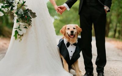 SABIAS QUÉ: ¿AHORA PERROS, GATOS Y OTROS ANIMALES PUEDEN SER TESTIGOS DE BODAS EN ESTADOS UNIDOS?