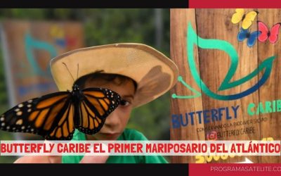 BUTTERFLY CARIBE, UN MARIPOSARIO DEDICADO A LA CONSERVACIÓN DE LA MARIPOSA DE LOS NARANJOS (COLOMBIA)