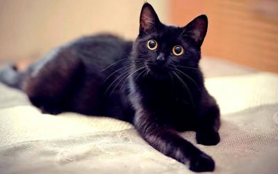 LA RAZÓN POR LA QUE SE DEBE EVITAR DAR EN ADOPCIÓN A GATOS NEGROS Y BLANCOS EN OCTUBRE Y NOVIEMBRE