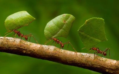 LAS HORMIGAS, LA SOLIDARIDAD Y LA ECOLOGÍA