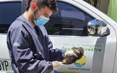 “LA VÍA TIENE VIDA”, LA CAMPAÑA QUE LANZA CORANTIOQUIA PARA FRENAR EL TRÁFICO Y ATROPELLAMIENTO DE FAUNA Y FLORA SILVESTRE (COLOMBIA)