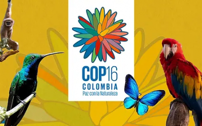 COP16 CALI (COLOMBIA)