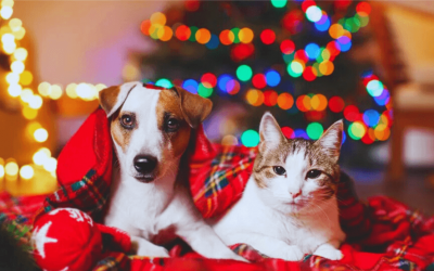 “NO REGALE MASCOTAS EN NAVIDAD, NO SON JUGUETES»