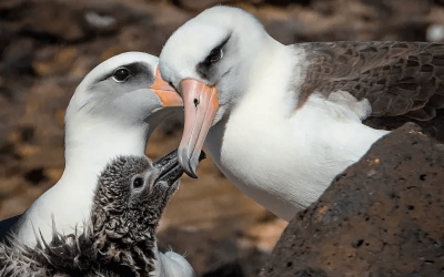 JULIO HERNÁNDEZ MONTOYA, TRANSPORTA AVES MÁS DE 6.000 KM Y LES ENCUENTRA PADRES ADOPTIVOS EN MÉXICO