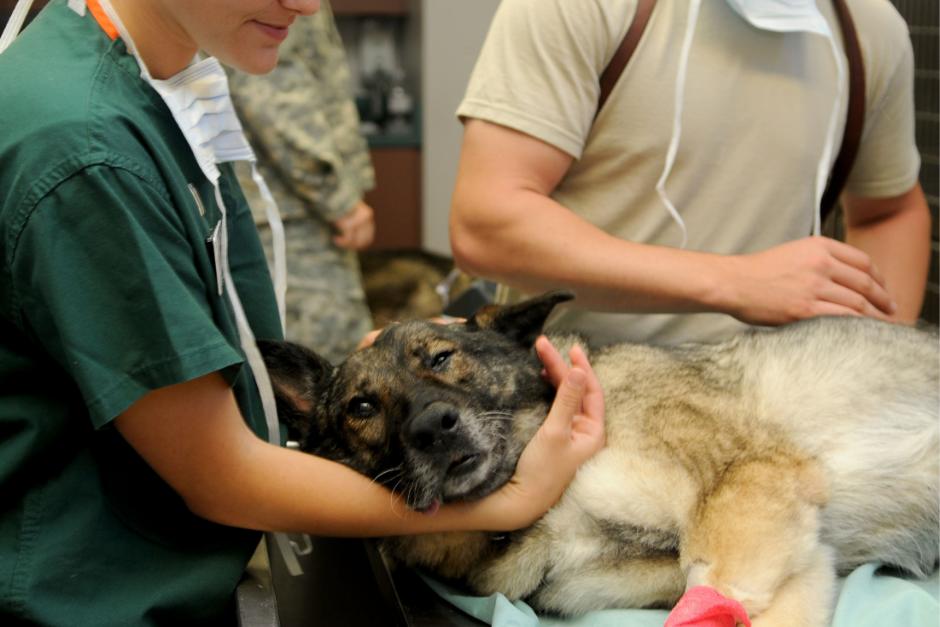 ANNIE HARVILICZ, LA VETERINARIA QUE HA SALVADO A MÁS DE 40 MASCOTAS DE LOS INCENDIOS EN LOS ÁNGELES.